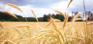Land- oder forstwirtschaftliche Nutzung