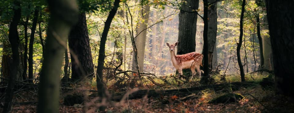 Hirsch im Jagdrevier